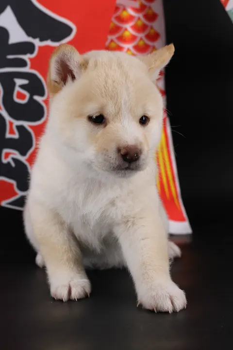 KENSHIRO, chiot Mameshiba de l'élevage Kawaii Shiba - photo 6