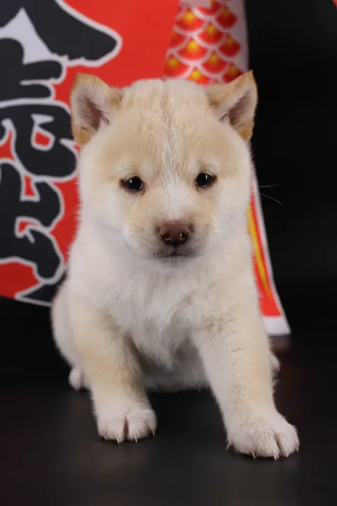 KENSHIRO, chiot Mameshiba de l'élevage Kawaii Shiba - photo 7