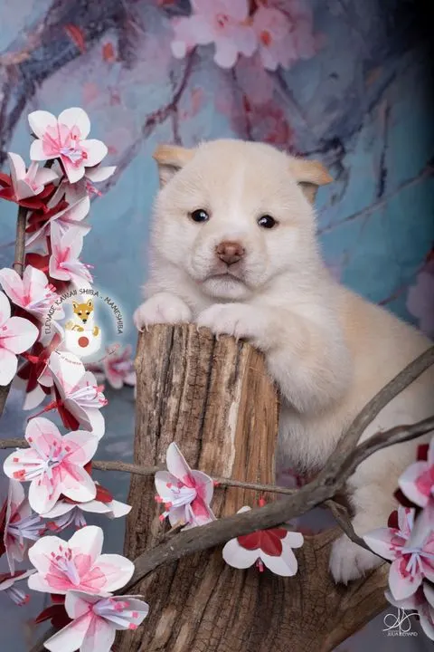 KENSHIRO, chiot Mameshiba de l'élevage Kawaii Shiba - photo 8