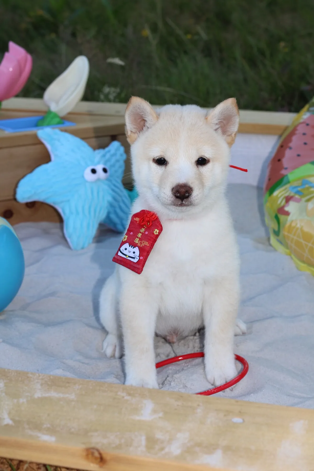 KENSHIRO, chiot Mameshiba de l'élevage Kawaii Shiba - photo 1