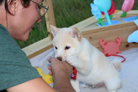 KENSHIRO, chiot Mameshiba de l'élevage Kawaii Shiba - photo 2