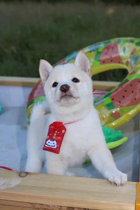KENSHIRO, chiot Mameshiba de l'élevage Kawaii Shiba - photo 3
