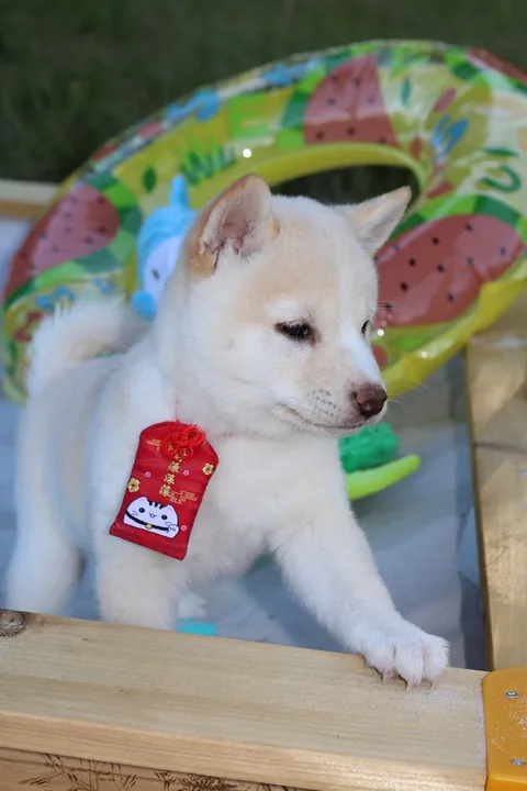 KENSHIRO, chiot Mameshiba de l'élevage Kawaii Shiba - photo 4