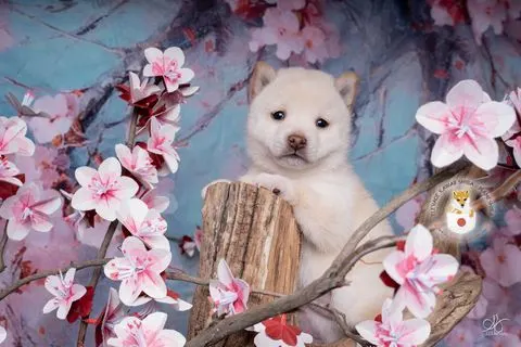 Airisu, chiot Mameshiba de l'élevage Kawaii Shiba - photo 1