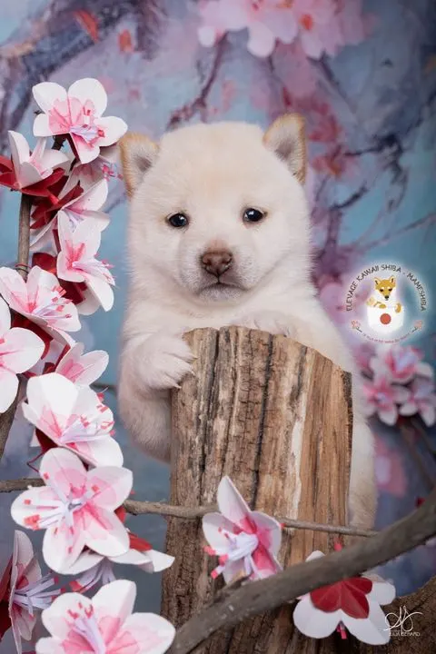 Airisu, chiot Mameshiba de l'élevage Kawaii Shiba - photo 2