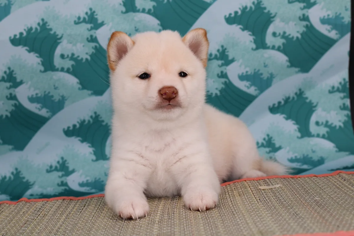 OKAMI, chiot Mameshiba de l'élevage Kawaii Shiba - photo 1