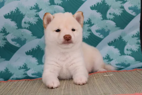 OKAMI, chiot Mameshiba de l'élevage Kawaii Shiba - photo 2