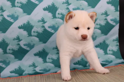 OKAMI, chiot Mameshiba de l'élevage Kawaii Shiba - photo 2