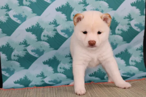 OKAMI, chiot Mameshiba de l'élevage Kawaii Shiba - photo 3
