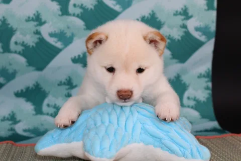 OKAMI, chiot Mameshiba de l'élevage Kawaii Shiba - photo 4