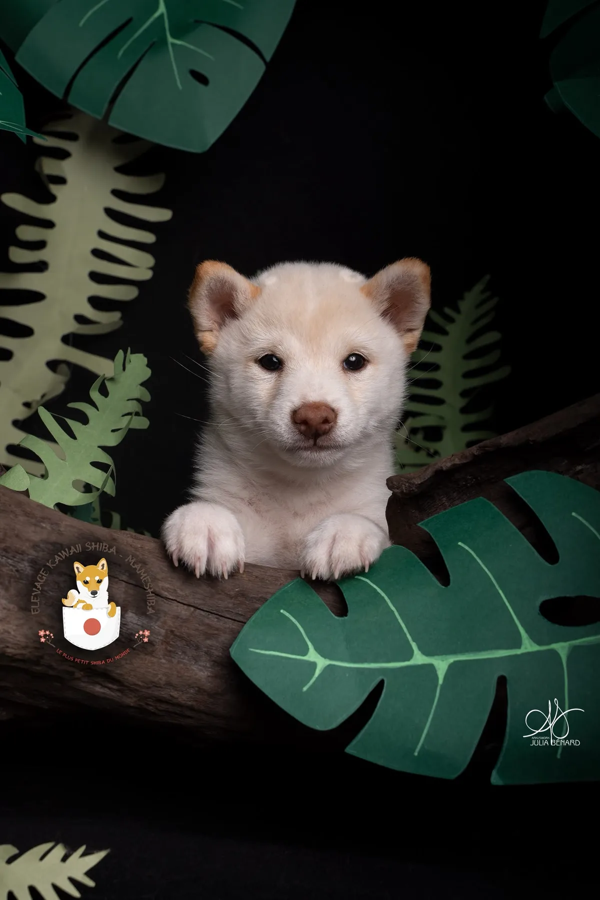 OKAMI, chiot Mameshiba de l'élevage Kawaii Shiba - photo 1