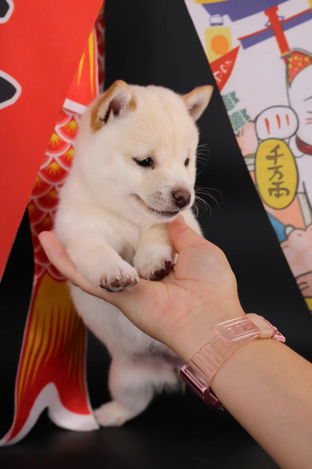 Airisu, chiot Mameshiba de l'élevage Kawaii Shiba - photo 1