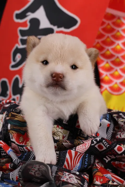 NEKO, chiot Mameshiba de l'élevage Kawaii Shiba - photo 5