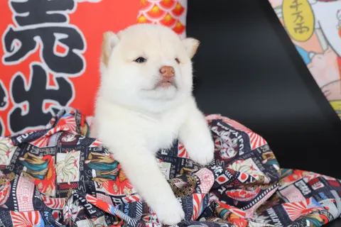 NEKO, chiot Mameshiba de l'élevage Kawaii Shiba - photo 6