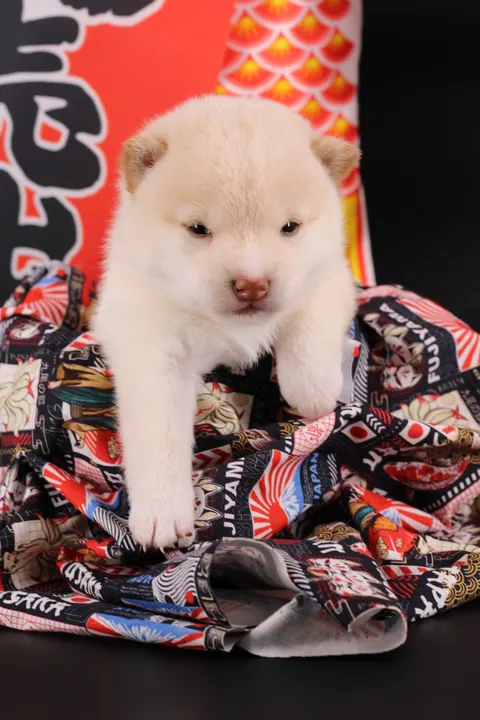 NEKO, chiot Mameshiba de l'élevage Kawaii Shiba - photo 7