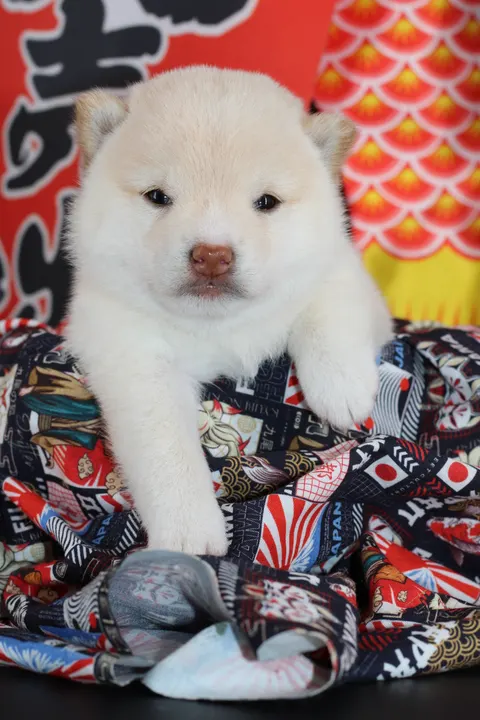 NEKO, chiot Mameshiba de l'élevage Kawaii Shiba - photo 8