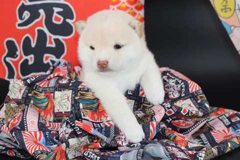 NEKO, chiot Mameshiba de l'élevage Kawaii Shiba - photo 9