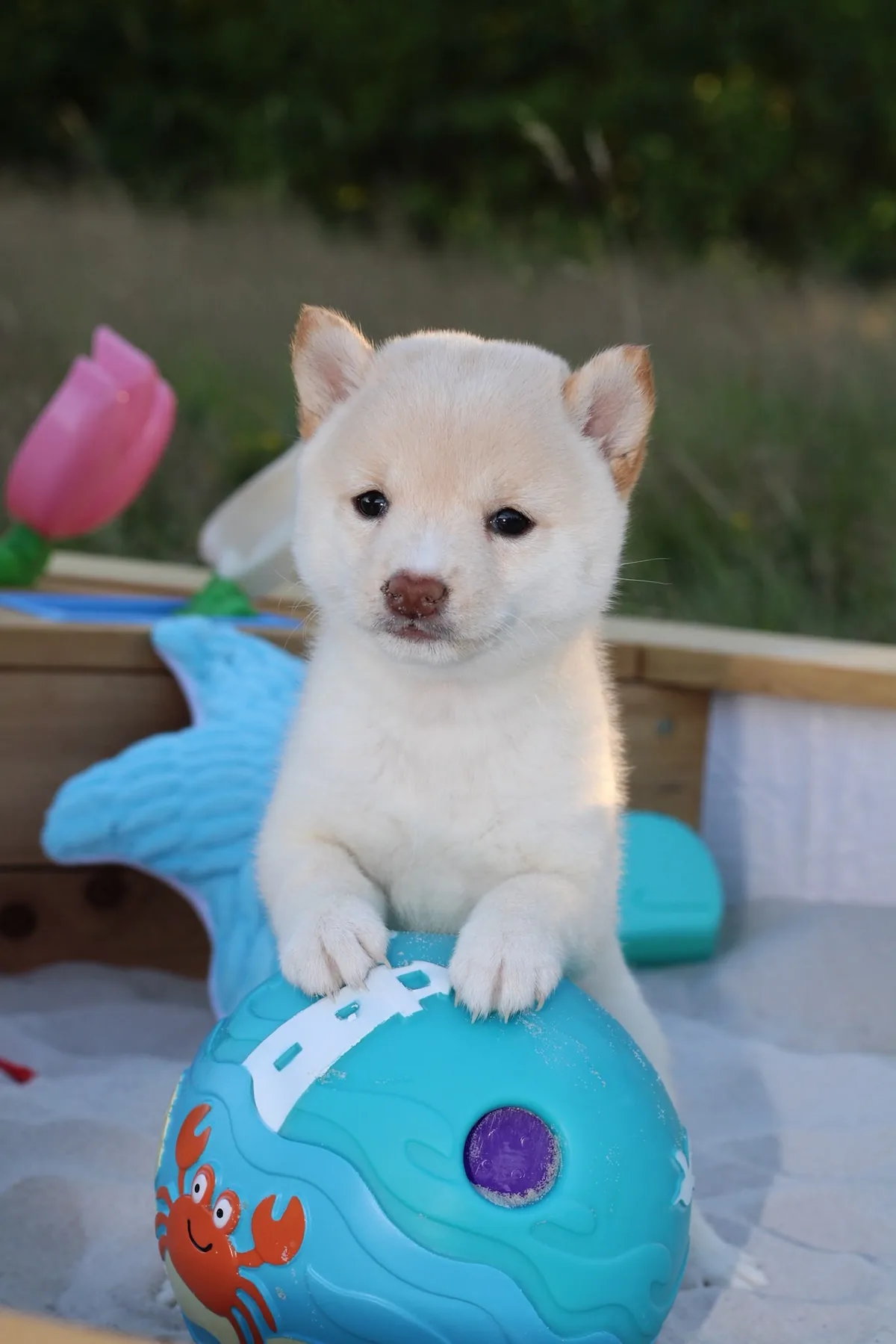 NEKO, chiot Mameshiba de l'élevage Kawaii Shiba - photo 1