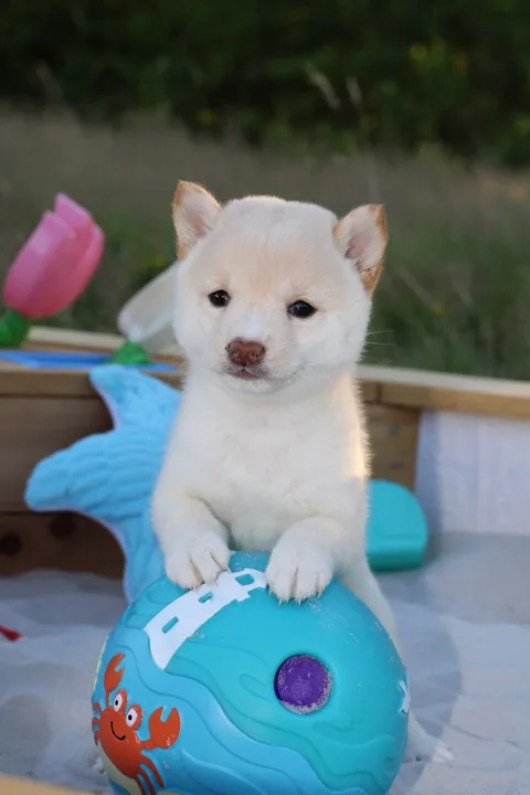 NEKO, chiot Mameshiba de l'élevage Kawaii Shiba - photo 2