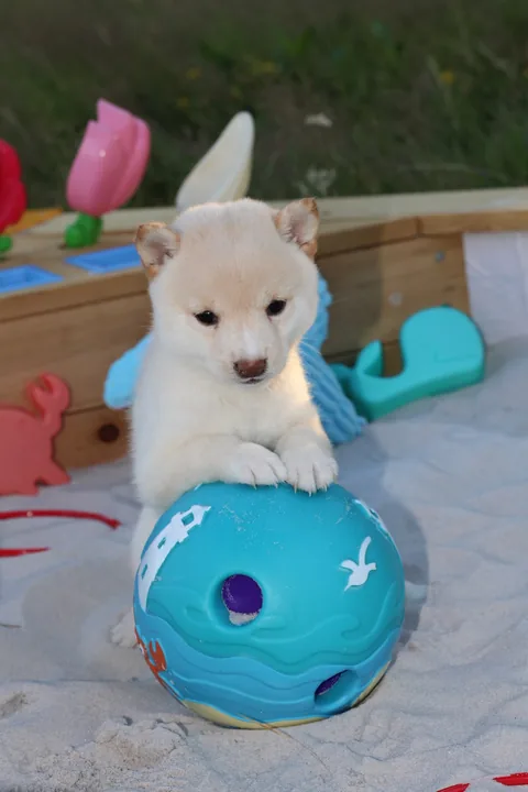 NEKO, chiot Mameshiba de l'élevage Kawaii Shiba - photo 3