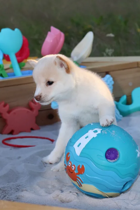 NEKO, chiot Mameshiba de l'élevage Kawaii Shiba - photo 4