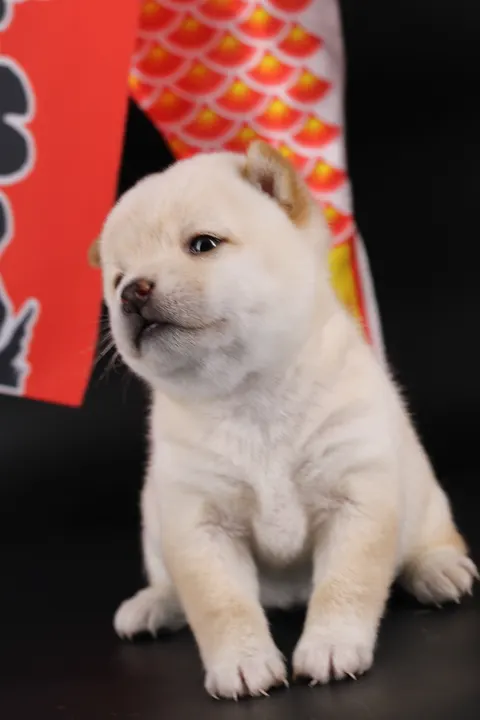 SAKU, chiot Mameshiba de l'élevage Kawaii Shiba - photo 4