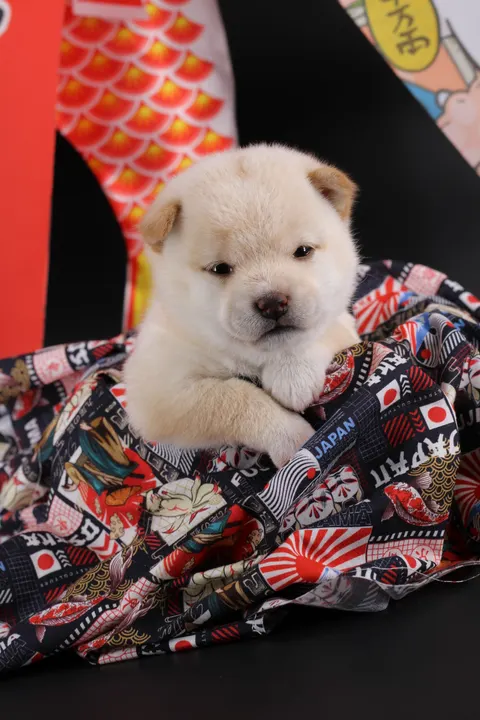 SAKU, chiot Mameshiba de l'élevage Kawaii Shiba - photo 5