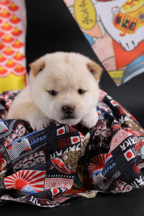SAKU, chiot Mameshiba de l'élevage Kawaii Shiba - photo 6
