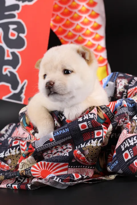 SAKU, chiot Mameshiba de l'élevage Kawaii Shiba - photo 7