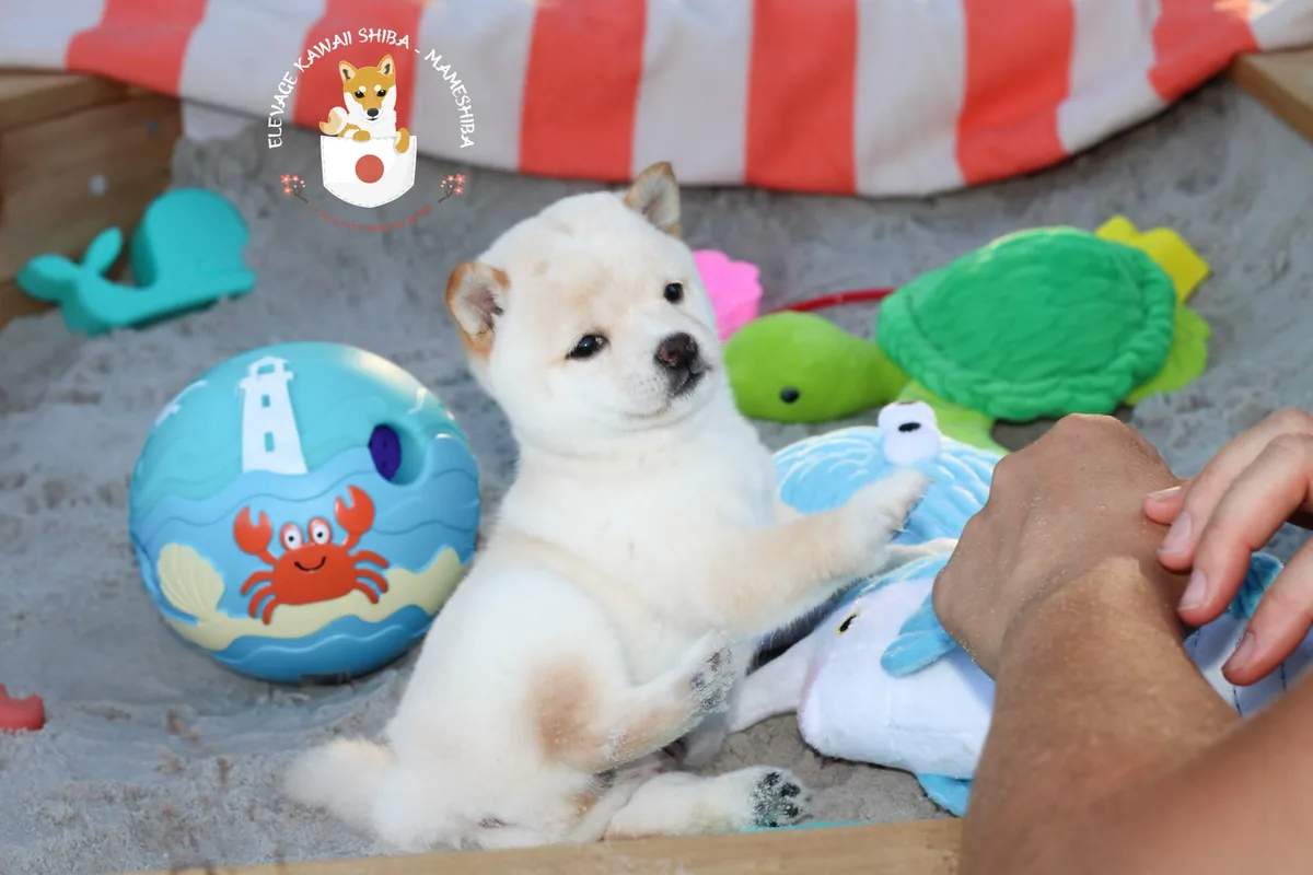 SAKU, chiot Mameshiba de l'élevage Kawaii Shiba - photo 1