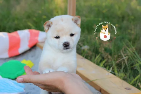 SAKU, chiot Mameshiba de l'élevage Kawaii Shiba - photo 2