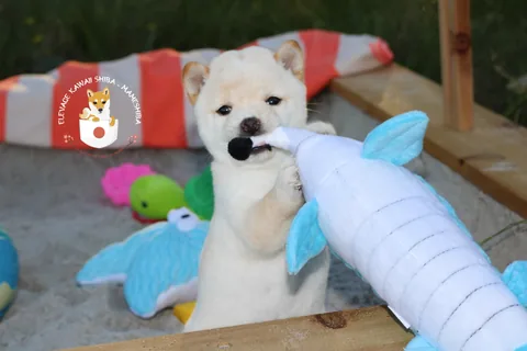 SAKU, chiot Mameshiba de l'élevage Kawaii Shiba - photo 3