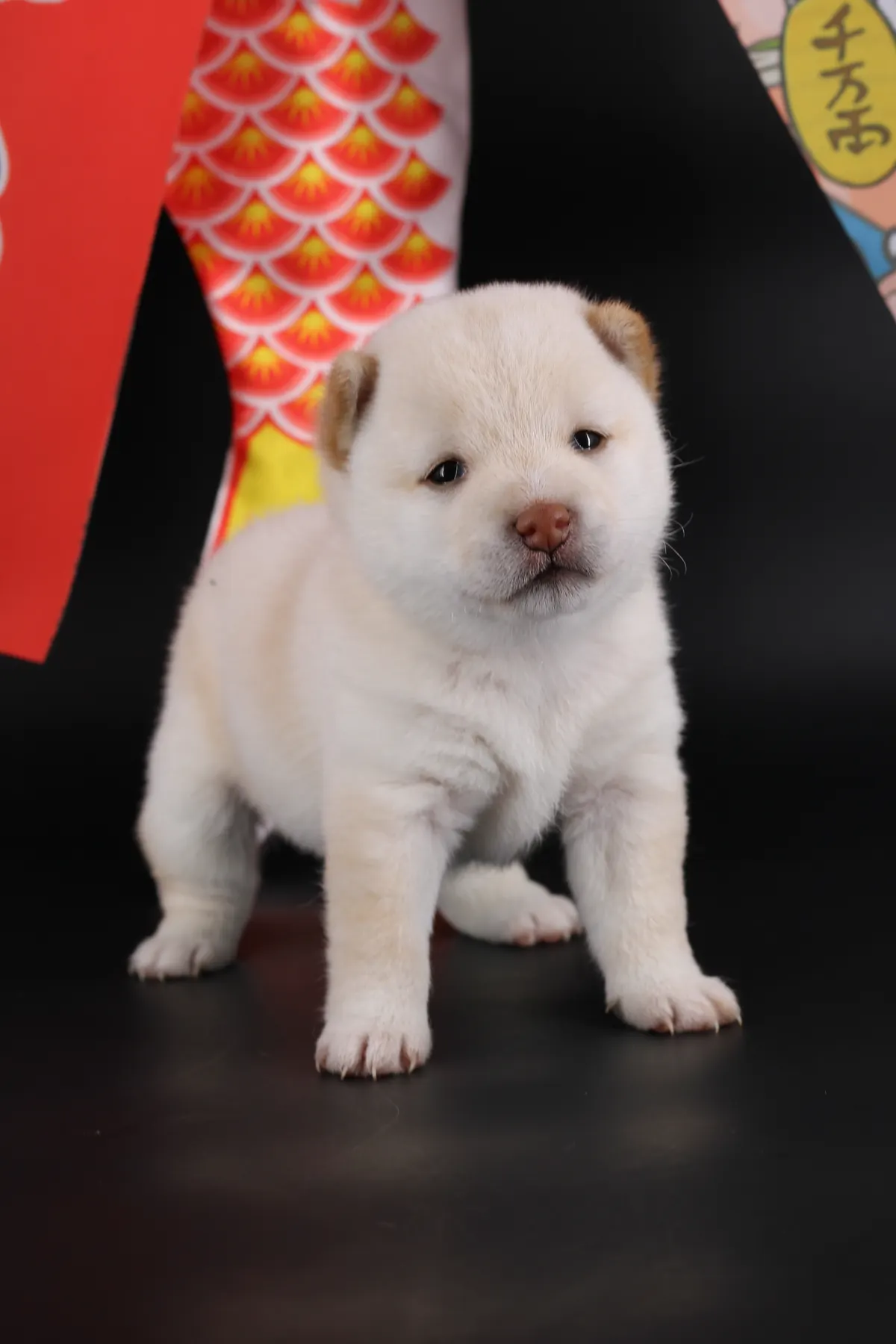 YUKI, chiot Mameshiba de l'élevage Kawaii Shiba - photo 1