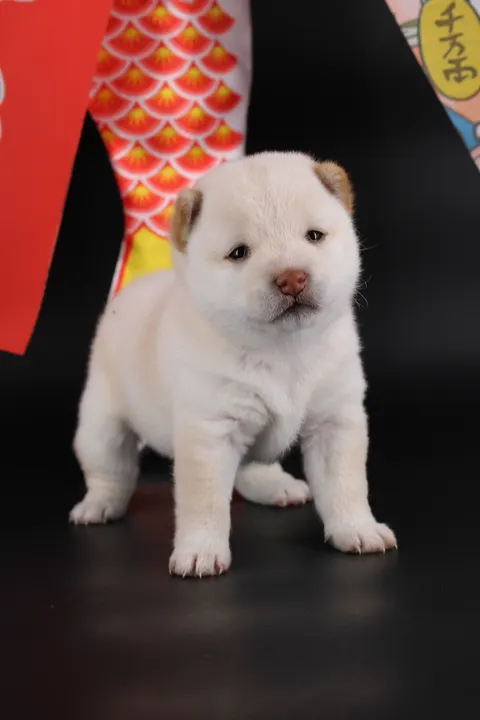 YUKI, chiot Mameshiba de l'élevage Kawaii Shiba - photo 6