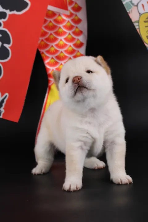 YUKI, chiot Mameshiba de l'élevage Kawaii Shiba - photo 7