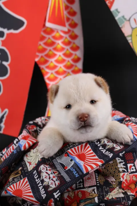 YUKI, chiot Mameshiba de l'élevage Kawaii Shiba - photo 8
