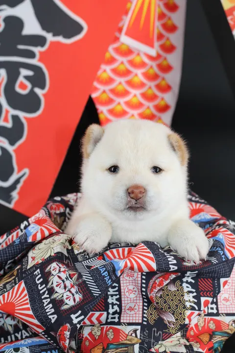 YUKI, chiot Mameshiba de l'élevage Kawaii Shiba - photo 9
