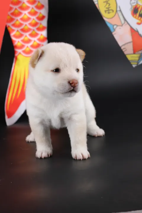 YUKI, chiot Mameshiba de l'élevage Kawaii Shiba - photo 10