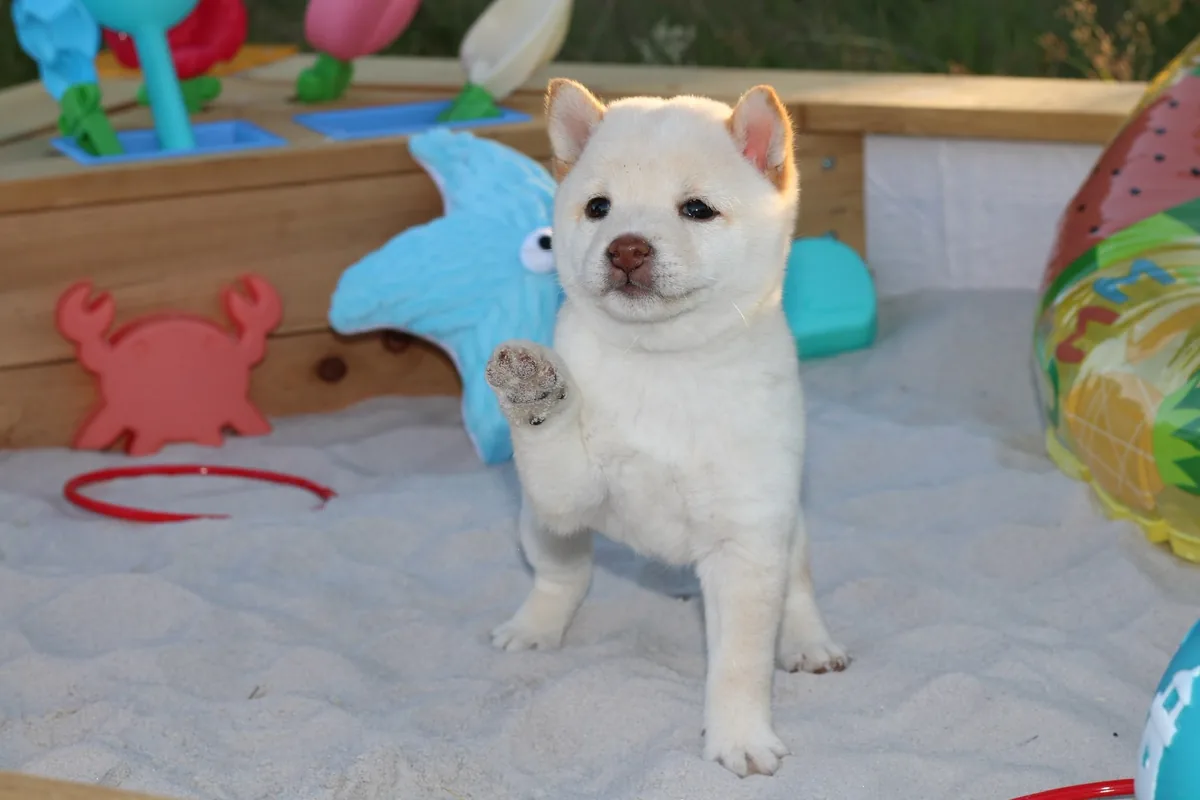 YUKI, chiot Mameshiba de l'élevage Kawaii Shiba - photo 1