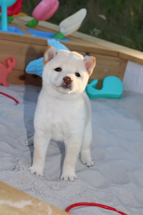 YUKI, chiot Mameshiba de l'élevage Kawaii Shiba - photo 2