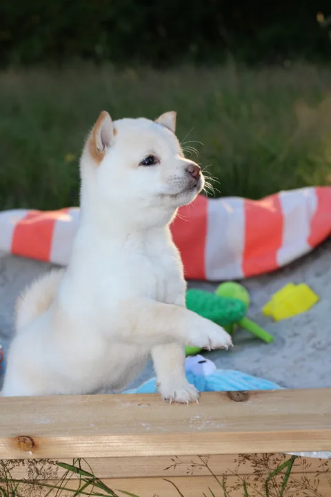 YUKI, chiot Mameshiba de l'élevage Kawaii Shiba - photo 3