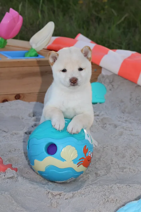 YUKI, chiot Mameshiba de l'élevage Kawaii Shiba - photo 4