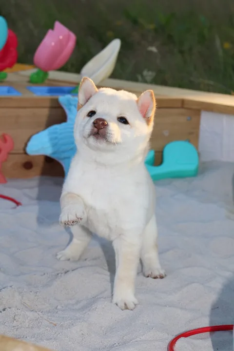 YUKI, chiot Mameshiba de l'élevage Kawaii Shiba - photo 5