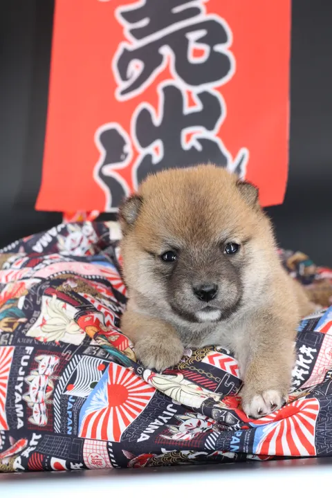 KAITO, chiot Mameshiba de l'élevage Kawaii Shiba - photo 5