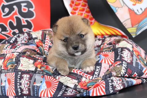 KAITO, chiot Mameshiba de l'élevage Kawaii Shiba - photo 6
