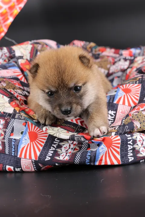 KAITO, chiot Mameshiba de l'élevage Kawaii Shiba - photo 7