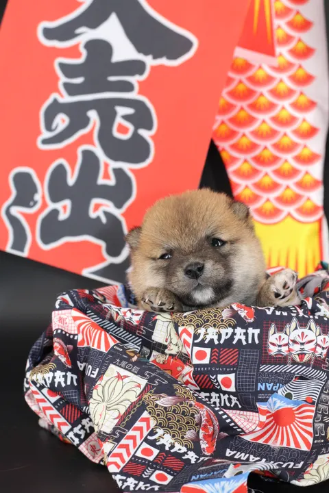 KAITO, chiot Mameshiba de l'élevage Kawaii Shiba - photo 8