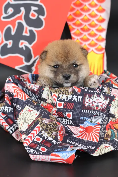KAITO, chiot Mameshiba de l'élevage Kawaii Shiba - photo 9