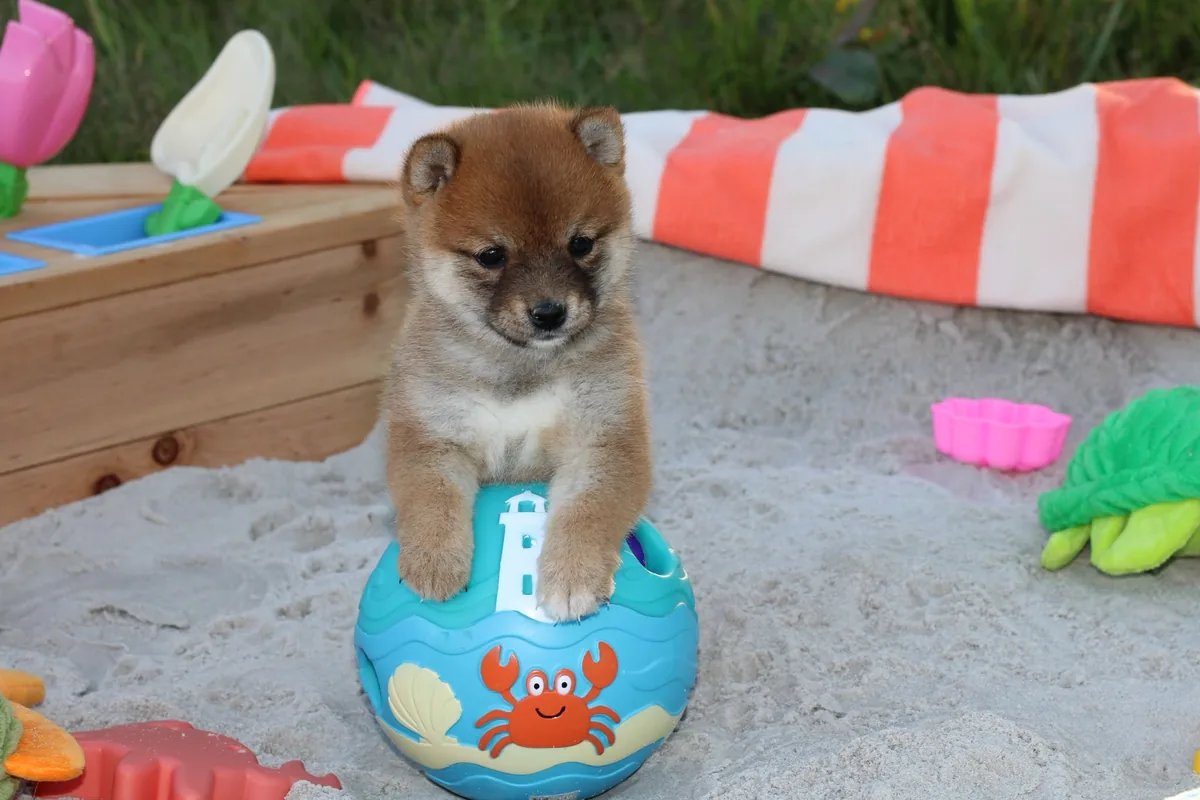 KAITO, chiot Mameshiba de l'élevage Kawaii Shiba - photo 1