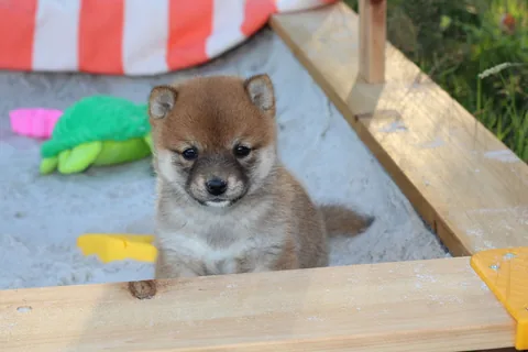 KAITO, chiot Mameshiba de l'élevage Kawaii Shiba - photo 2